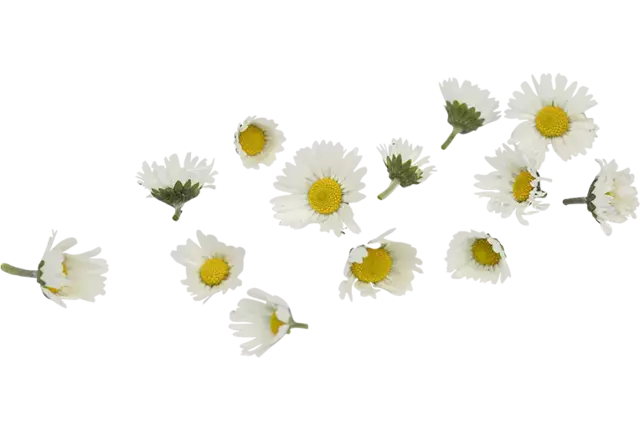 Edible flower Daisy 10pc piece